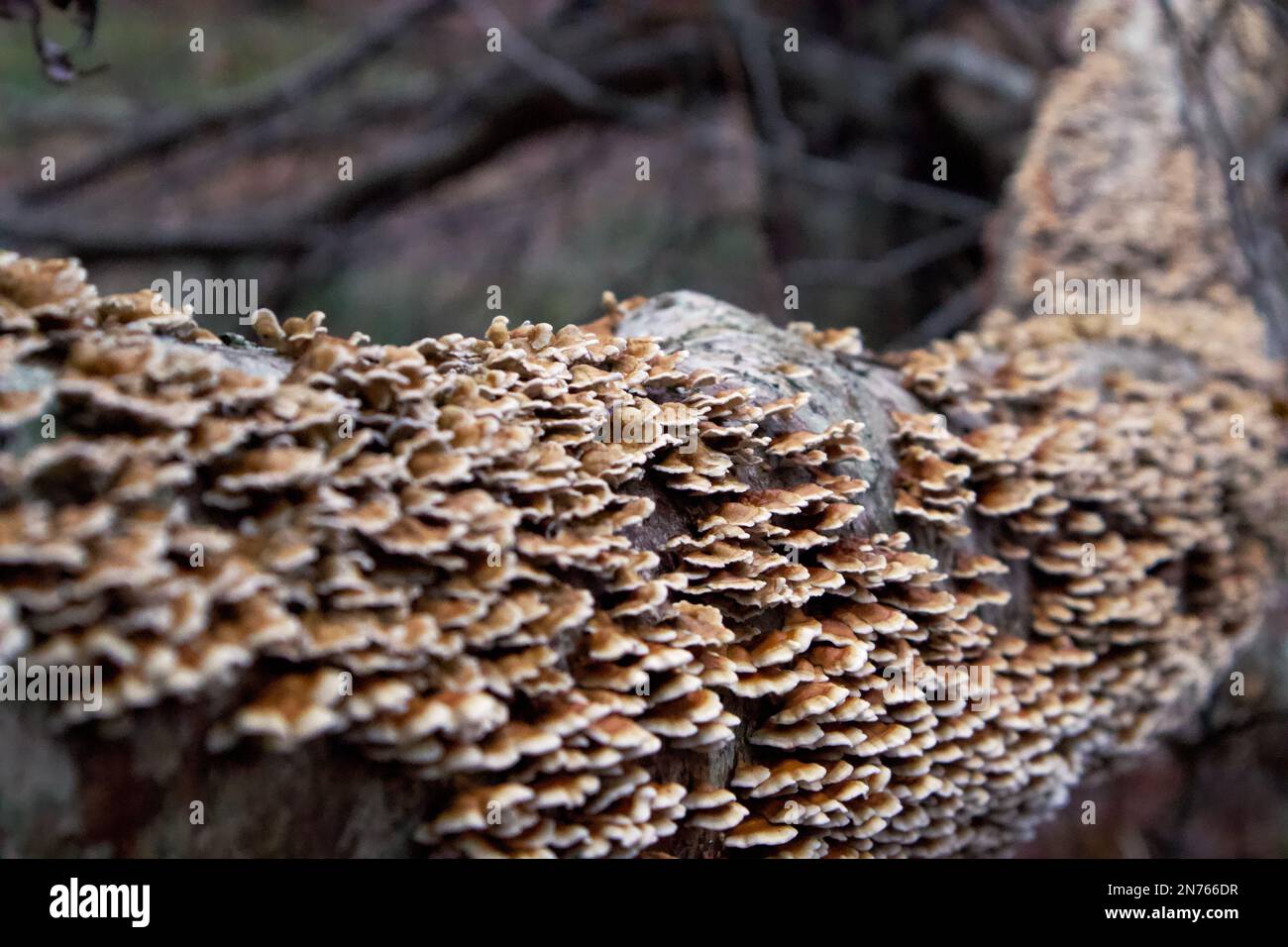 Wilde Waldpilze. Stockfoto