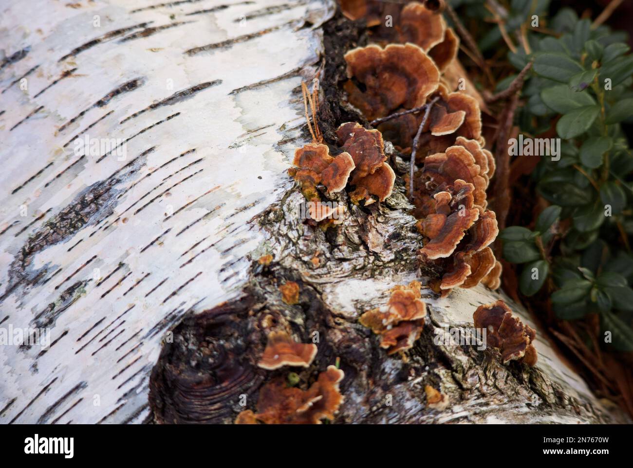 Wilde Waldpilze. Stockfoto