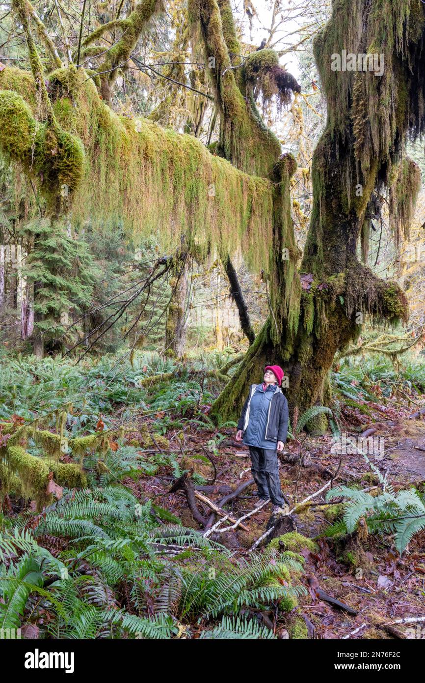 Hoh Rain Forest, Olympic-Nationalpark, Washington, USA. Eine Frau, die auf einen Ast schaut, der mit üppigen Bärten aus Klubmoos bedeckt ist, die am BH befestigt sind Stockfoto