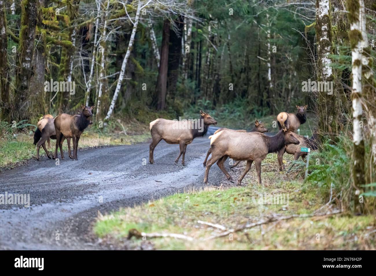 Quinault, Washington, USA. Roosevelt-Elch überquert vorsichtig eine unbefestigte Straße Stockfoto