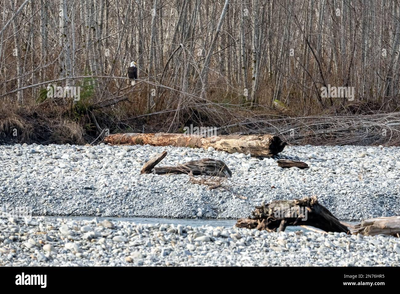 Quinault, Washington, USA. Erwachsener Weißkopfadler, der auf einem Baum mit Blick auf den Quinault River Wache hält. Stockfoto