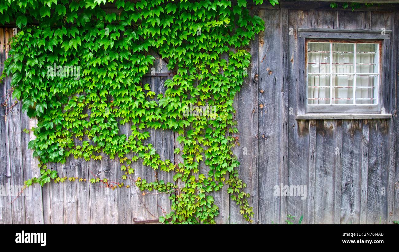 Kletterpflanze auf der Holztäfelung des Äußeren eines historischen Hauses Stockfoto