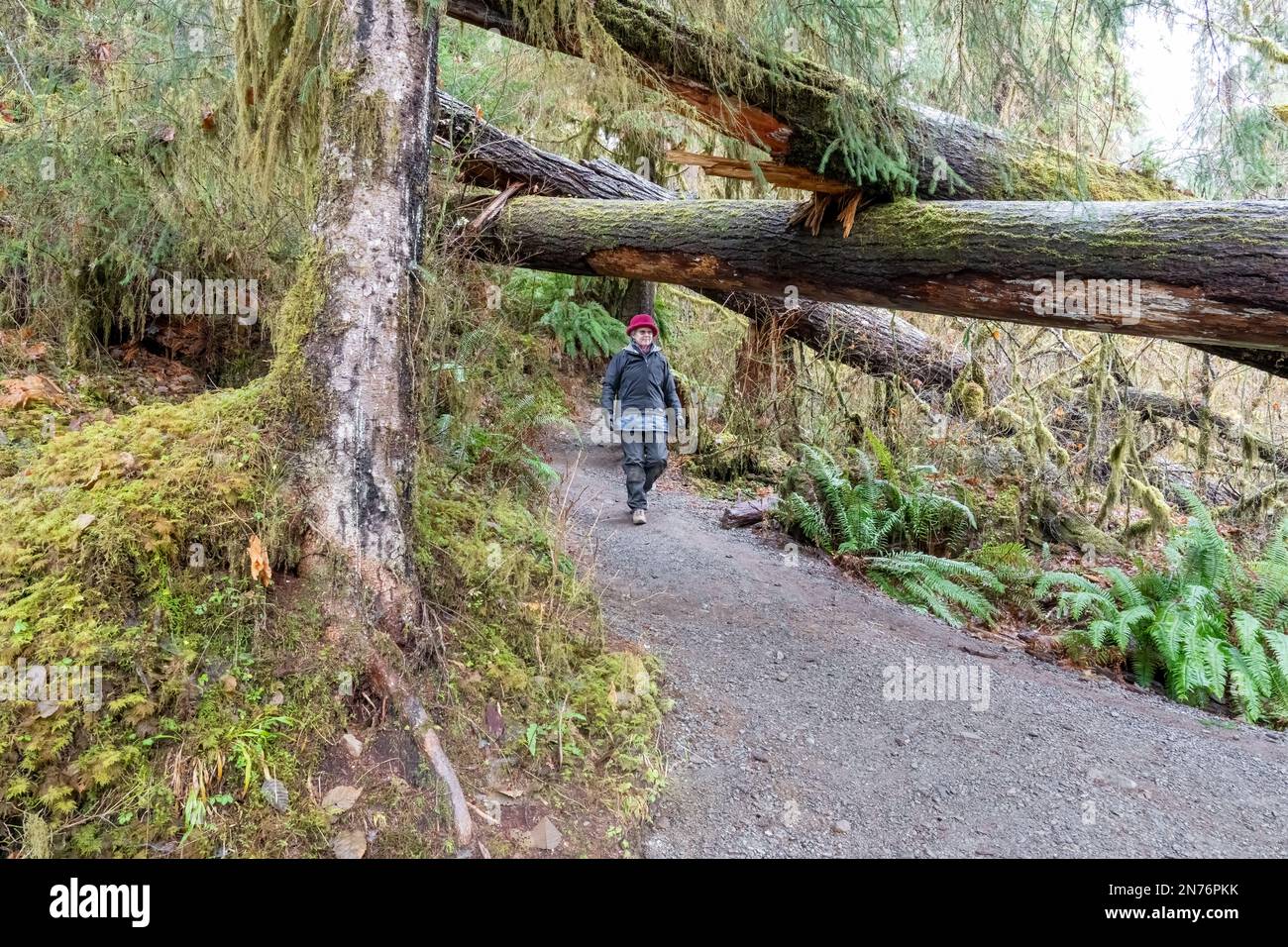 Hoh Rain Forest, Olympic-Nationalpark, Washington, USA. Eine Frau, die auf einem Pfad im Regenwald von Hoh spaziert. HERR Stockfoto