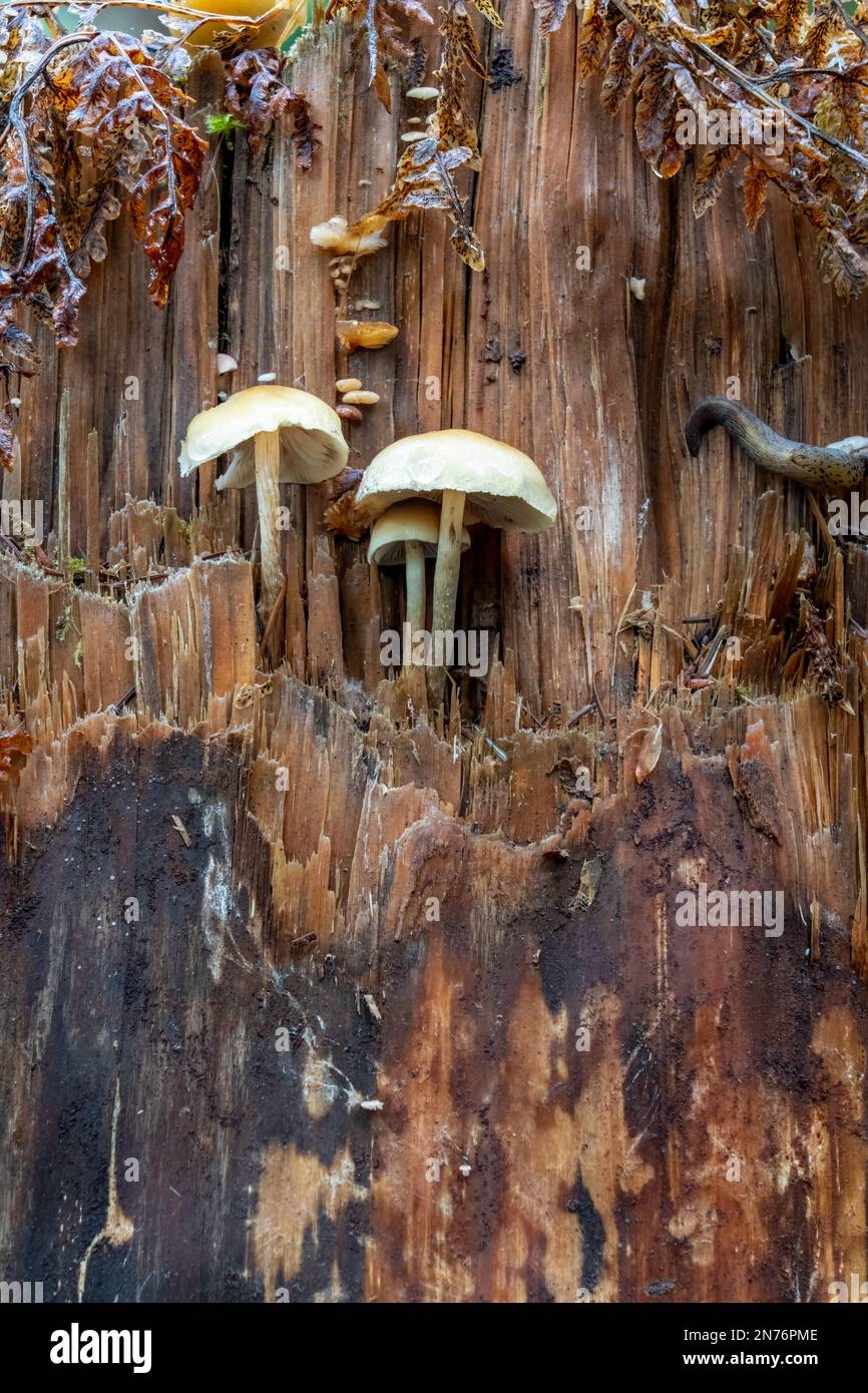 Hoh Rain Forest, Olympic-Nationalpark, Washington, USA. Nahaufnahme von essbaren Hypholoma capnoides-Pilzen und einer Leopardenschnecke auf einem Baumstumpf auf der Stockfoto