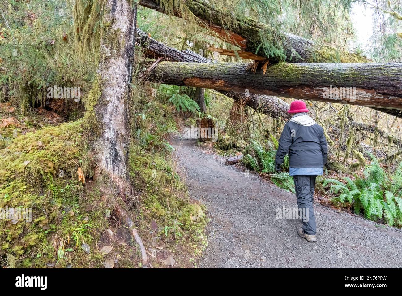 Hoh Rain Forest, Olympic-Nationalpark, Washington, USA. Eine Frau, die auf einem Pfad im Regenwald von Hoh spaziert. HERR Stockfoto