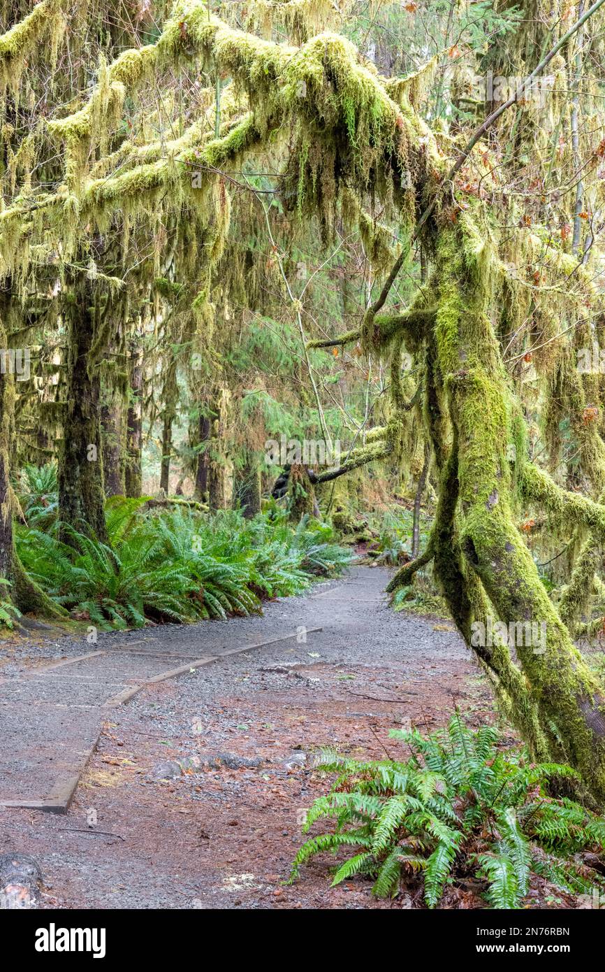 Hoh Rain Forest, Olympic-Nationalpark, Washington, USA. Hall of Mosses Trail mit schiefen Bäumen, die einen Torbogen über dem Gipfel bilden. Üppige Bärte aus Kl Stockfoto