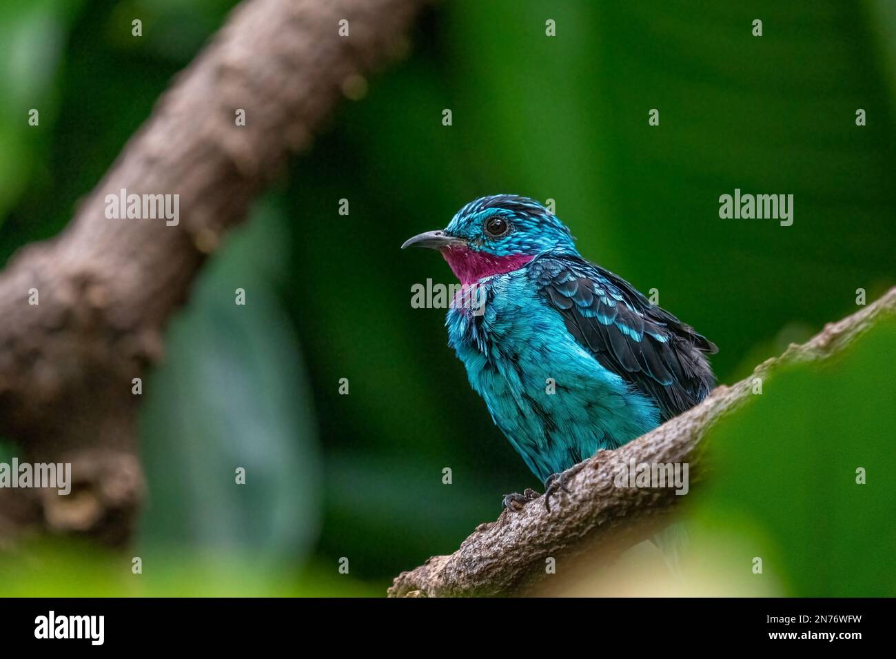 Woodland Park Zoo, Seattle, Washington, USA. Männlicher spanelnder Kotinga (Cotinga Cayana)-Vogel, der auf einem Ast ruht Stockfoto