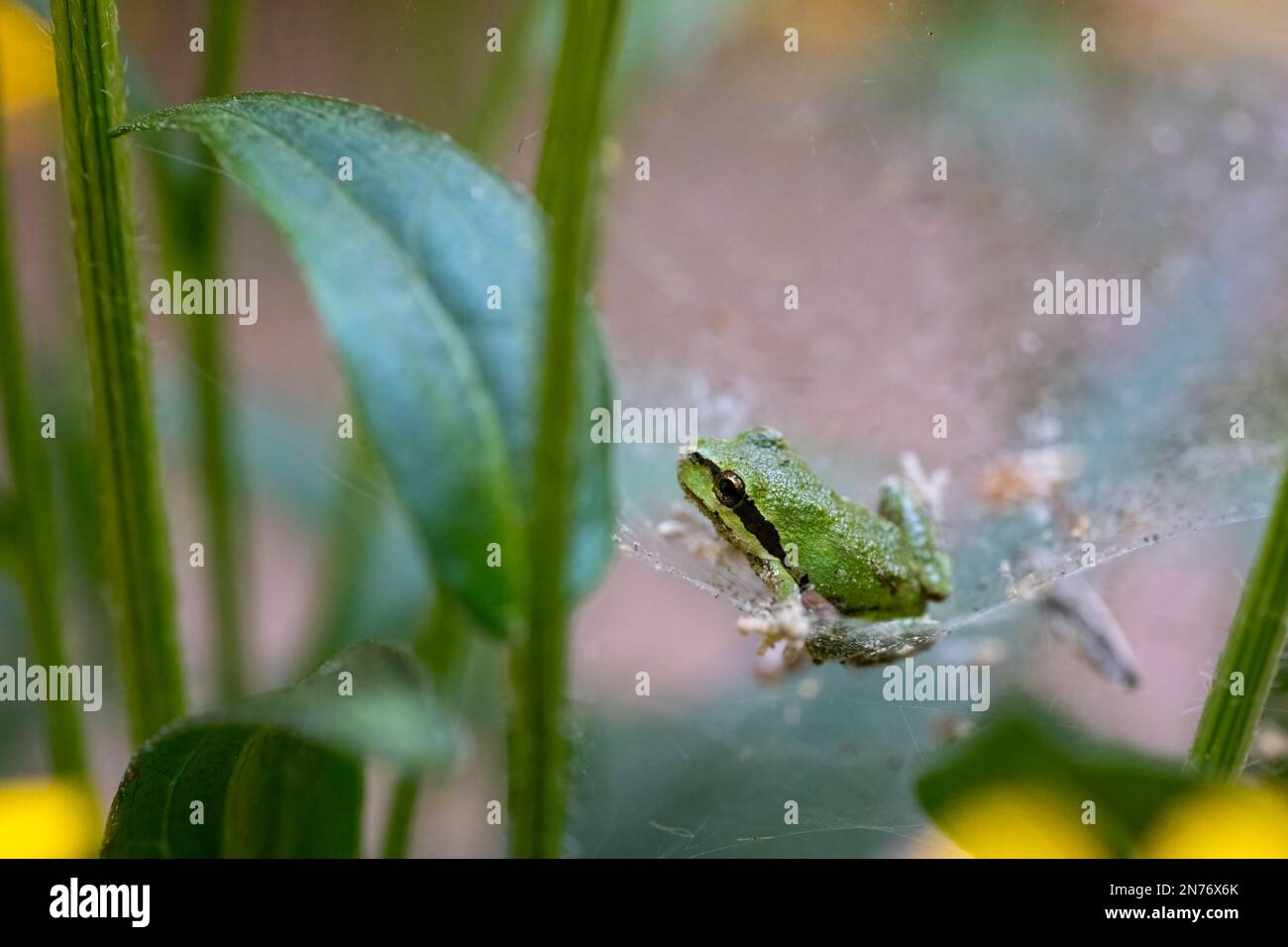 Issaquah, Washington, USA. Pacific Tree Frog in einem Spinnennetz gefangen Stockfoto