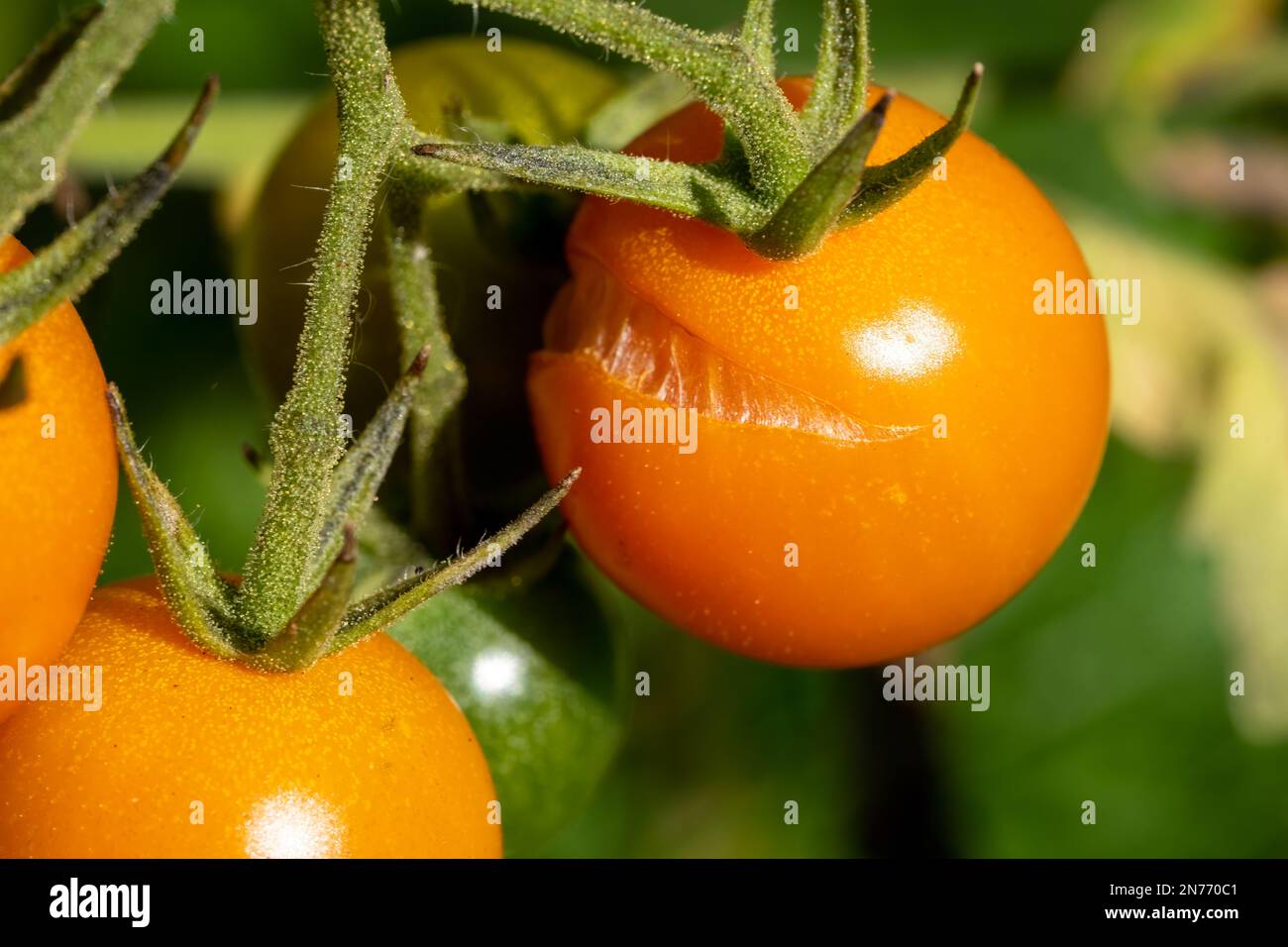 Issaquah, Washington, USA. Sungold-Kirschtomaten auf der Rebe teilen. Stockfoto