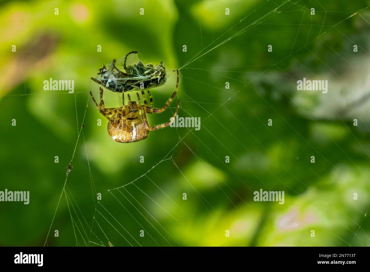 Issaquah, Washington, USA. Kreuz Orbweaver Spinne auf der Beute einer Blackjacke Wespe, die in ihrem Netz gefangen ist. Stockfoto