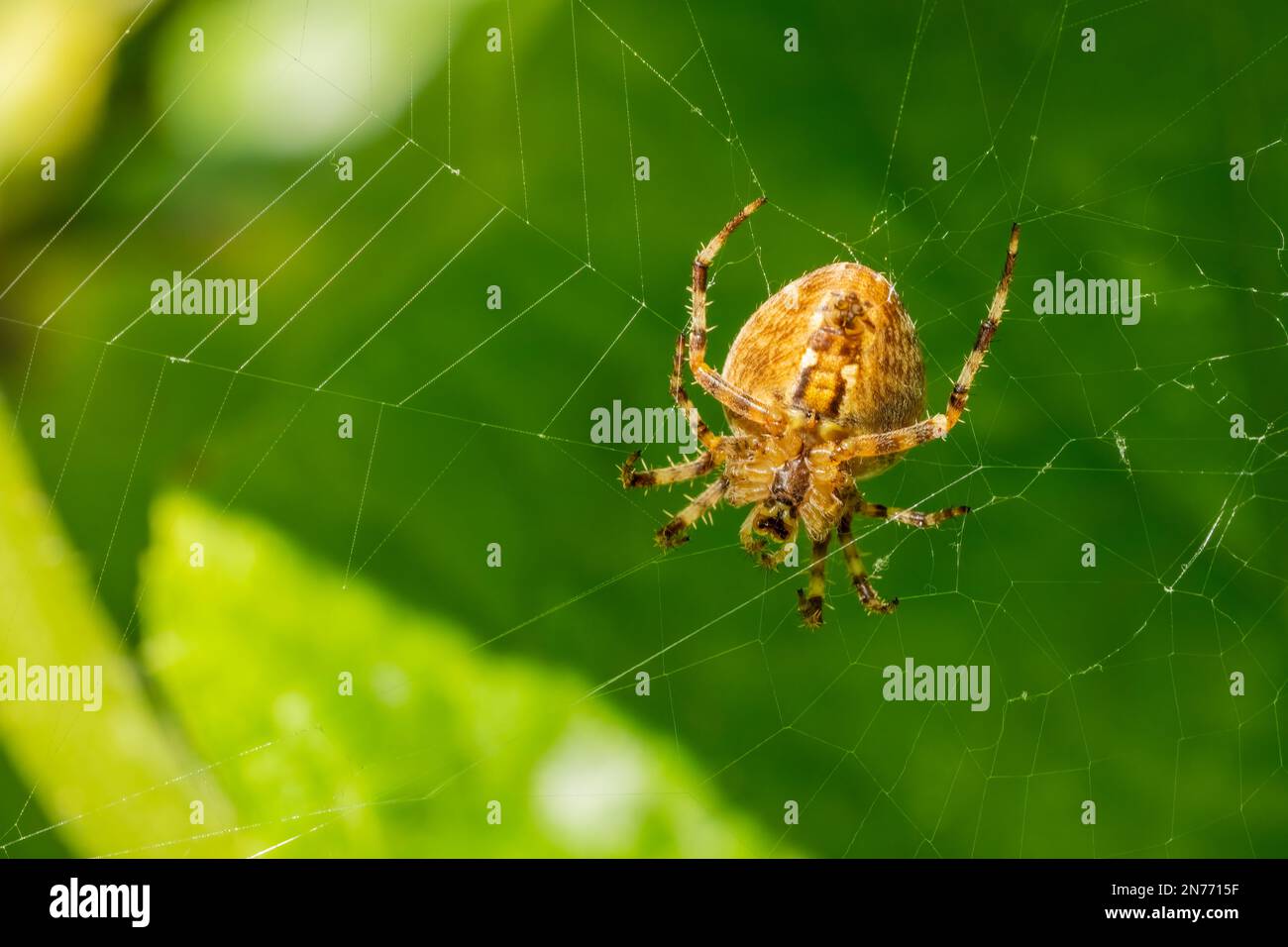 Issaquah, Washington, USA. Unterseite einer Kreuzwebspinne auf ihrem Netz. Stockfoto