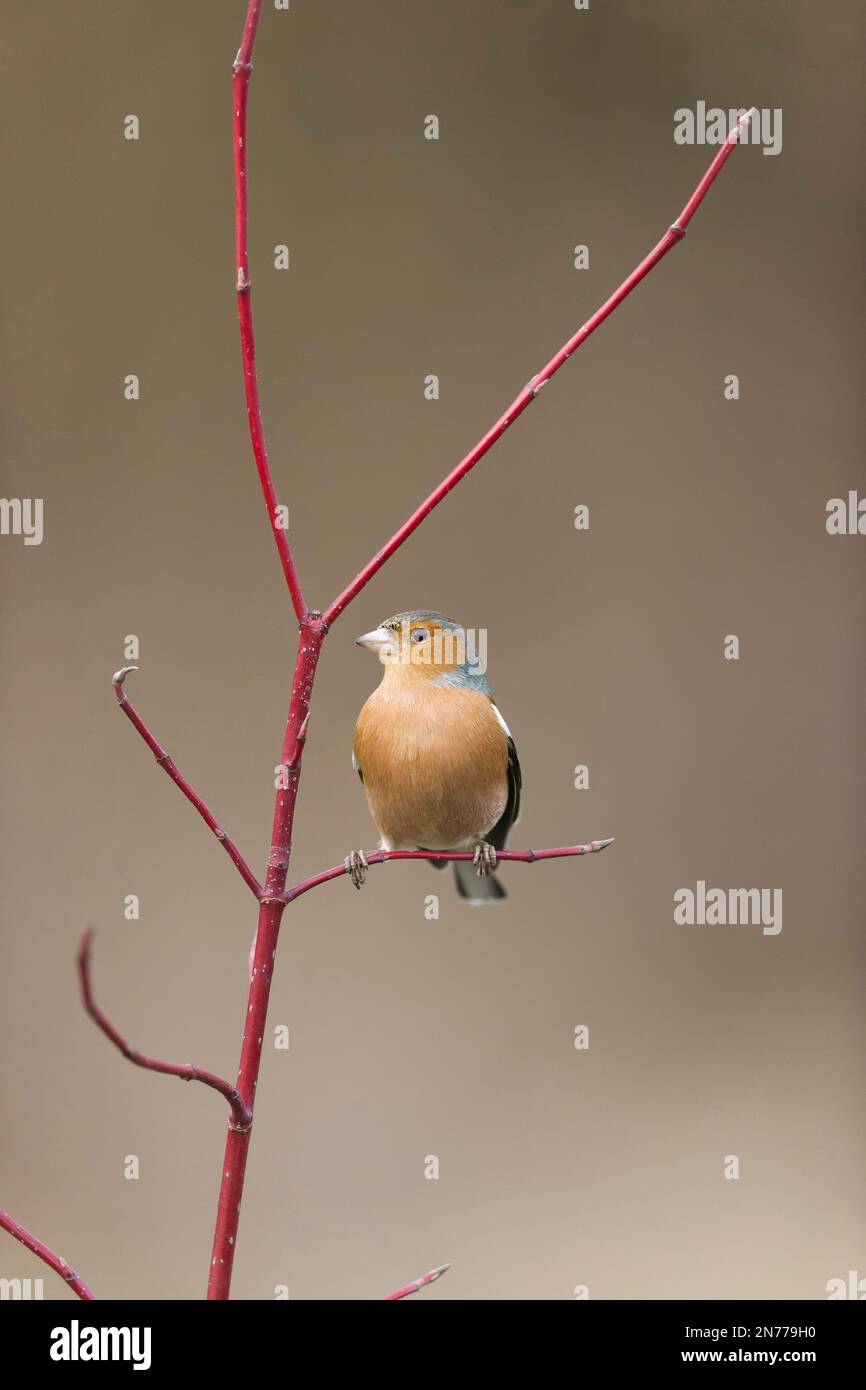 Fringilla Coelebs, männlicher Erwachsener, hoch oben auf Hundelholz, Suffolk, England, Februar Stockfoto