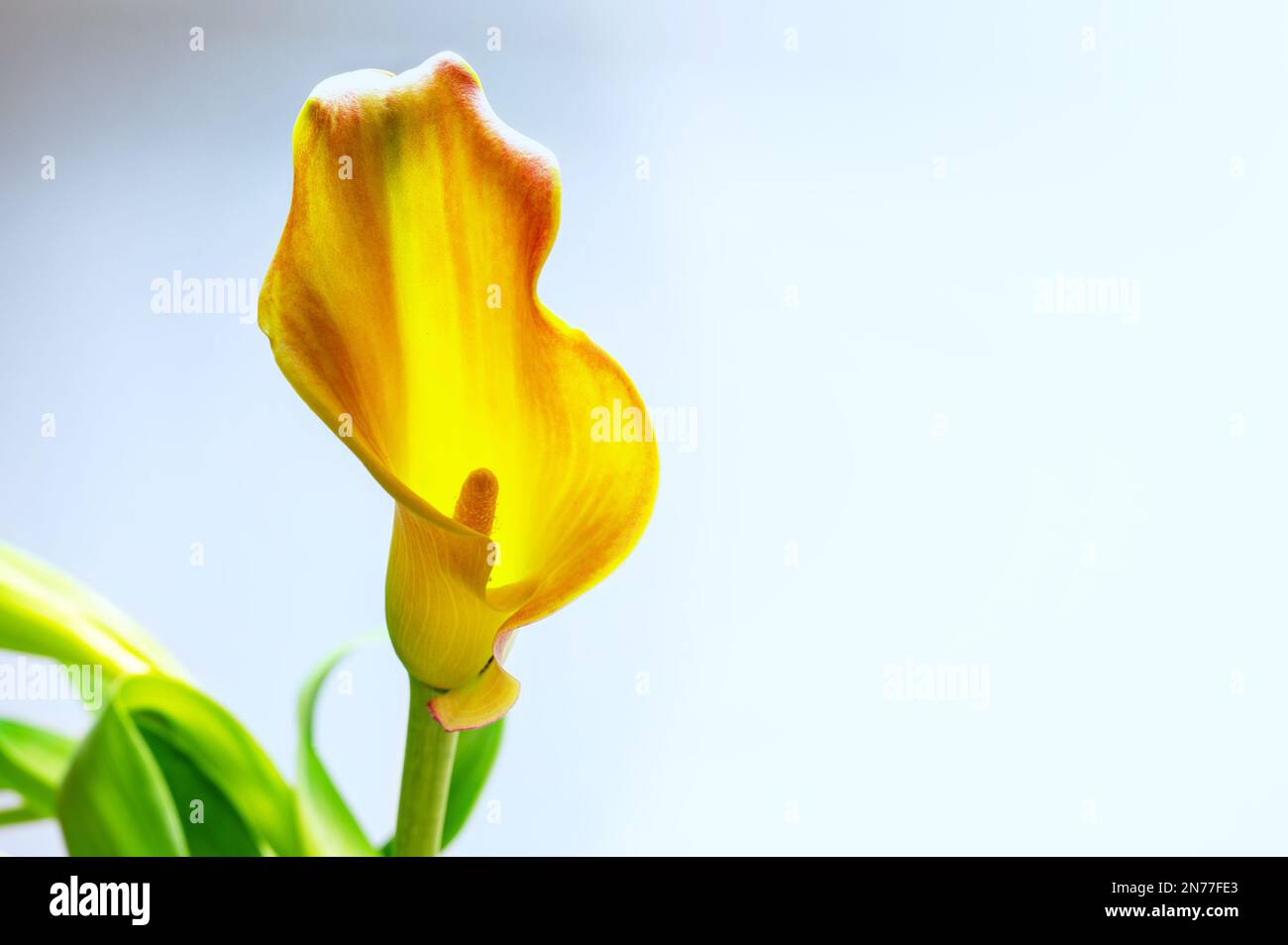 Calla Lily (Zantedeschia) Blütenkopf in Gelb und Orange, die Blüte ist ein Armband und geformt wie ein Trichter um den Spadix, der das wahre Flo trägt Stockfoto