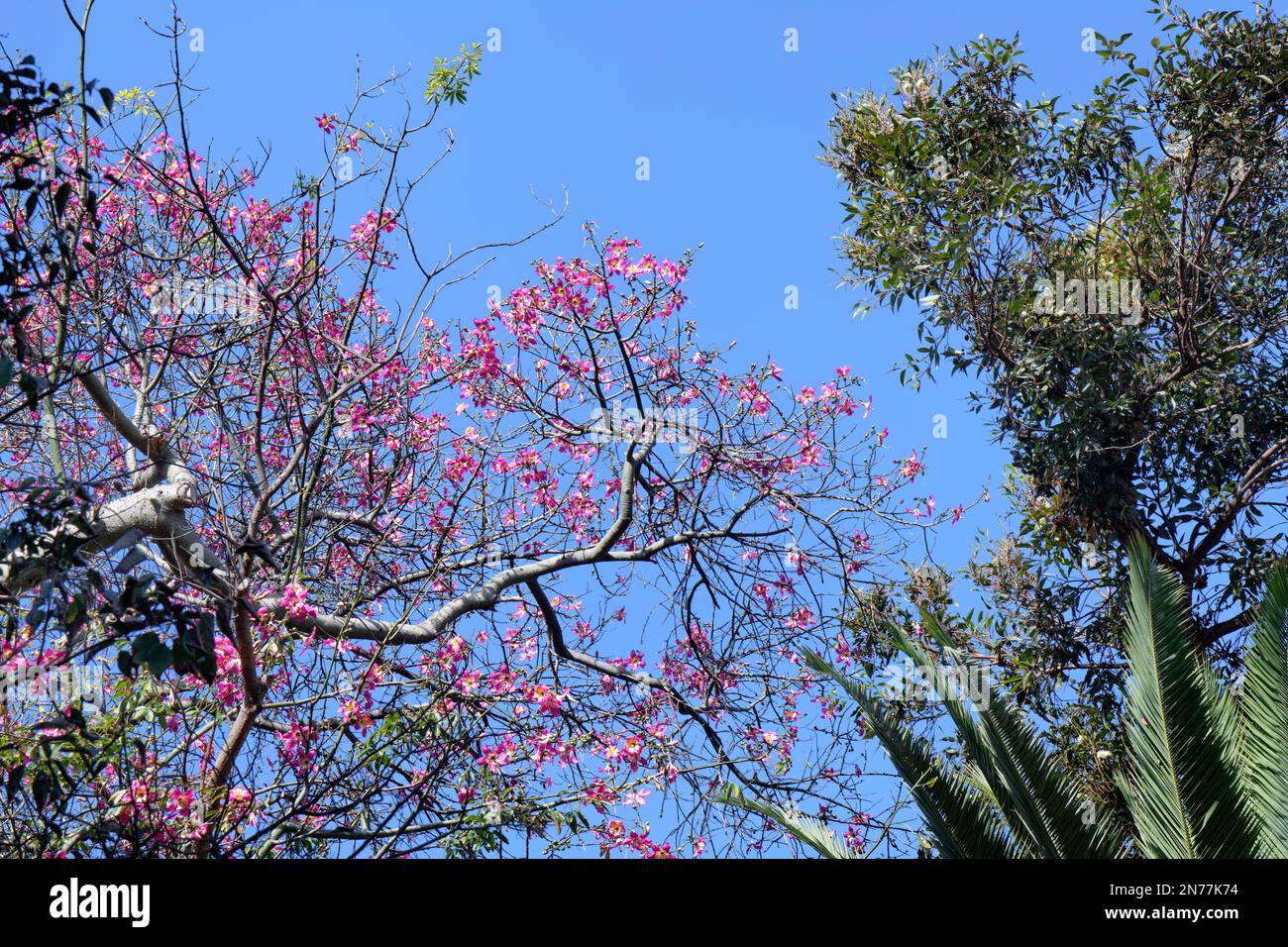 Seidenseide / Seidenbaumwolle (Ceiba speciosa) Baumblüte, Puerto de la Cruz Botanischer Garten, Teneriffa, Kanarische Inseln, Spanien, Oktober. Stockfoto