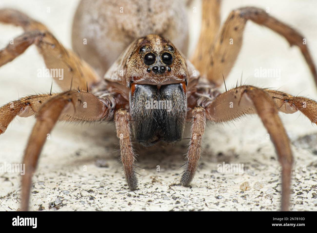 Eine Nahaufnahme des Kopfes der Trochosa-Spinne auf dem Sand Stockfoto