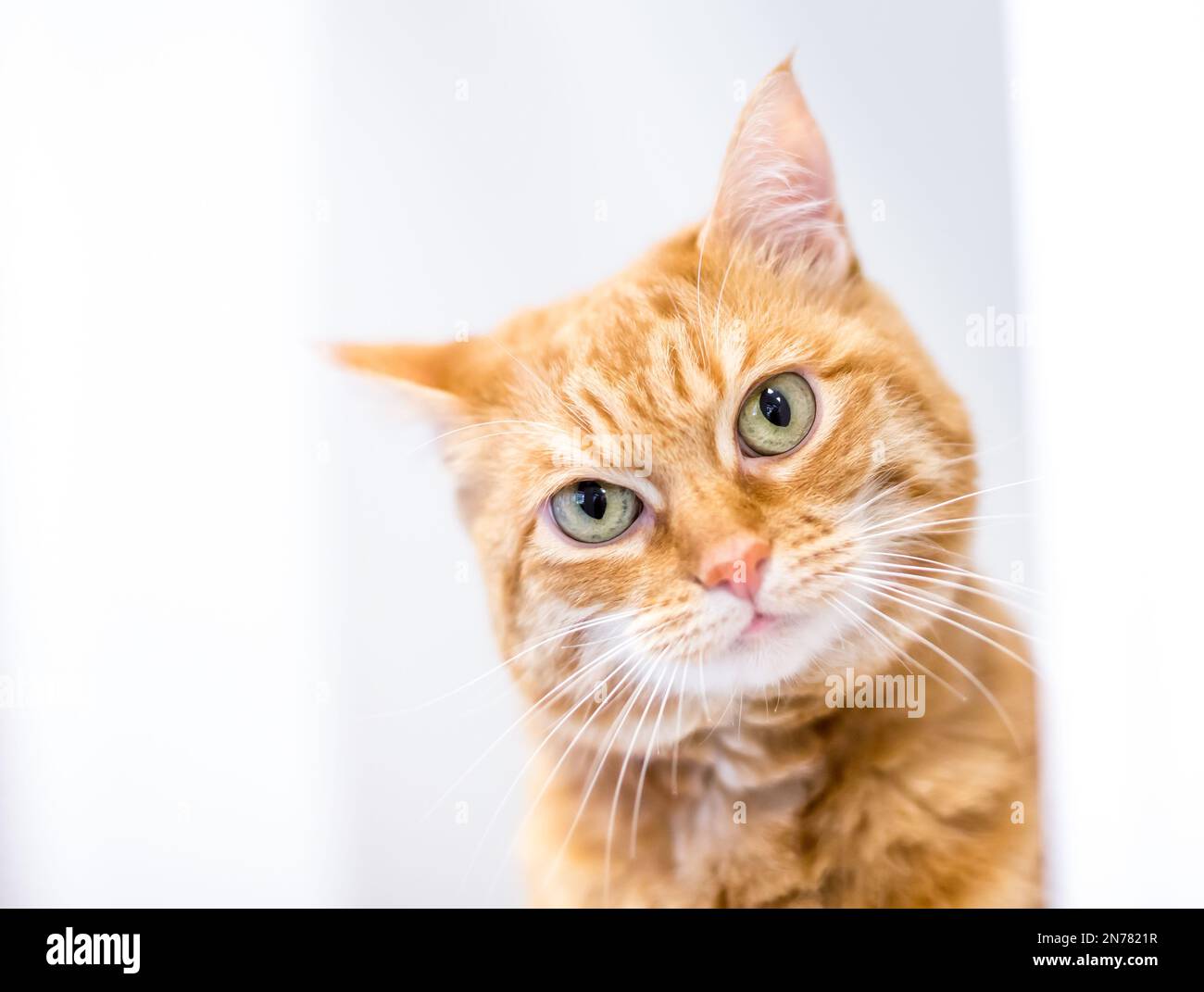Eine rosafarbene Tabby-Kurzhaar-Katze, die mit einer Kopfneigung in die Kamera schaut Stockfoto