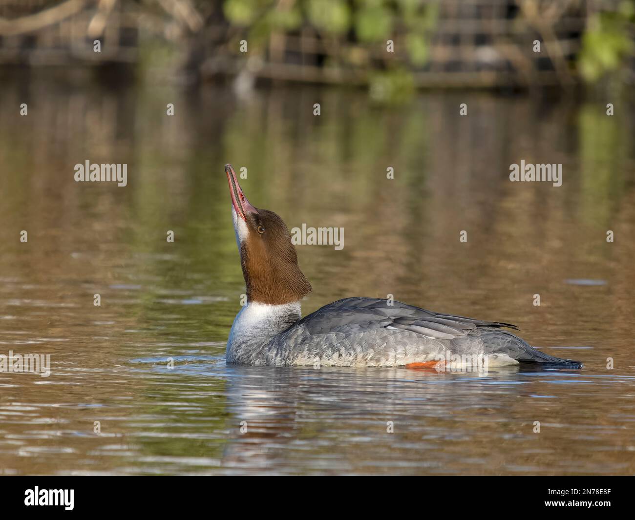 Goosander, Mergus Merganser, alleinstehende Frau auf dem Wasser, Januar 2023 Stockfoto