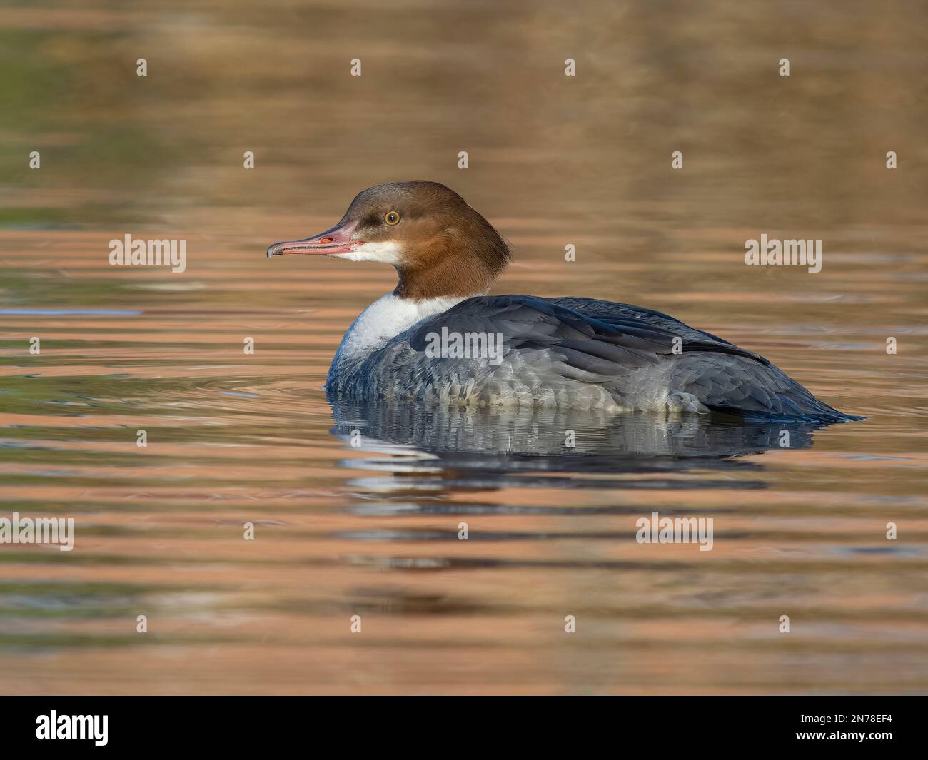 Goosander, Mergus Merganser, alleinstehende Frau auf dem Wasser, Januar 2023 Stockfoto