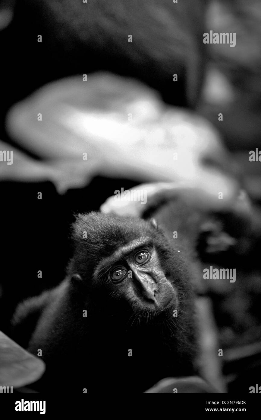 Ein junger Sulawesi-Schwarzkammmakaken (Macaca nigra) sieht merkwürdigerweise in die Kamera, während er im Naturschutzgebiet Tangkoko, North Sulawesi, Indonesien, auf dem Waldgrund sitzt. Ruhen ist eine der fünf Klassen makakanischer Aktivität, die Timothy O'Brien und Margaret Kinnaird in einem erstmals im International Journal of Primatology im Januar 1997 veröffentlichten Forschungspapier identifiziert haben. In der Ruhepause sitzt oder liegt ein Makake, „aber nicht mit sozialen Aktivitäten, einschließlich Autogrooming, beschäftigt ist“. Der endemische Primat Sulawesi ruht zu 19,5 Prozent seiner Zeit. Stockfoto