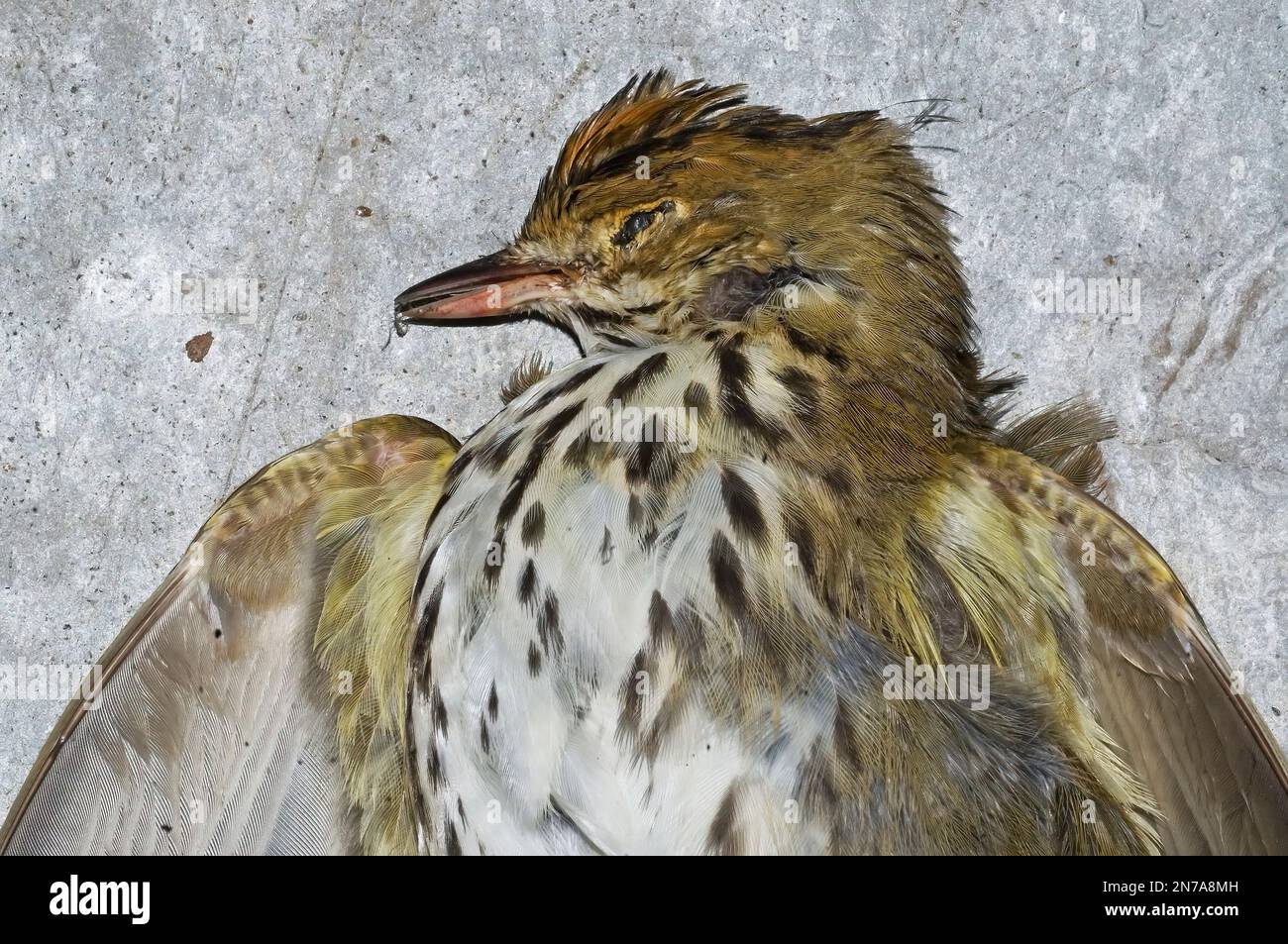 Toter Ovenbird, möglicherweise mit Fenster kollidiert Stockfoto