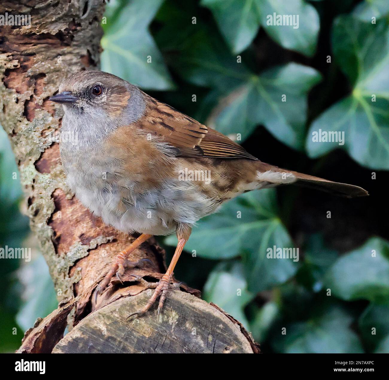 Heckenbraunelle Stockfoto