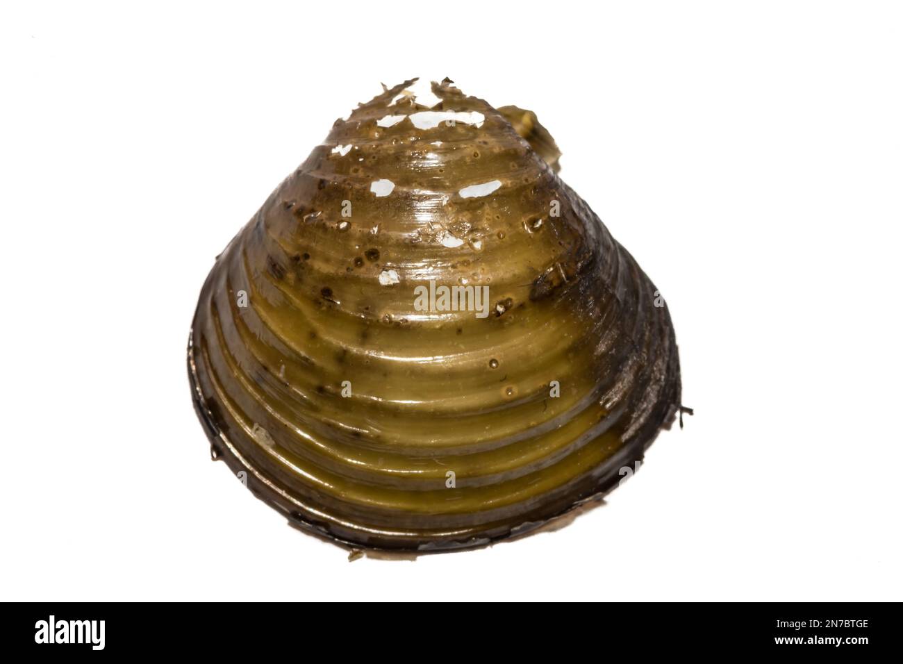 Asiatische Clam - Corbicula fluminea Stockfoto