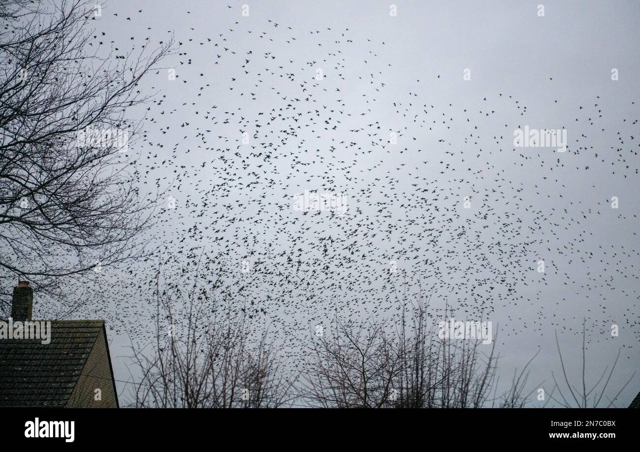 Eynsham, Großbritannien, Freitag, den 10. Februar 2023, erschien Ein großes Murmuring über der Spareacre Lane in Eynsham, Oxfordshire. Kredit: Lu Parrott/Alamy Live News Stockfoto