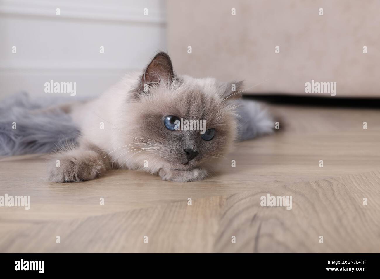 Wunderschöne flauschige Katze, die auf dem warmen Fußboden im Zimmer lag. Heizung Stockfoto