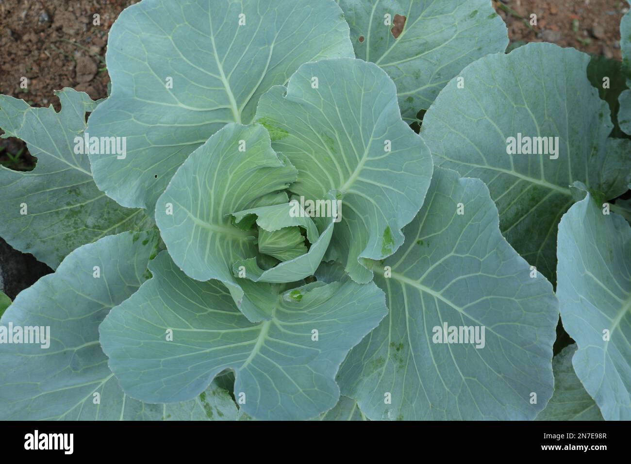 Blick von oben auf die offenen blassgrünen Blätter einer Bio-Kohlpflanze im Heimgarten Stockfoto