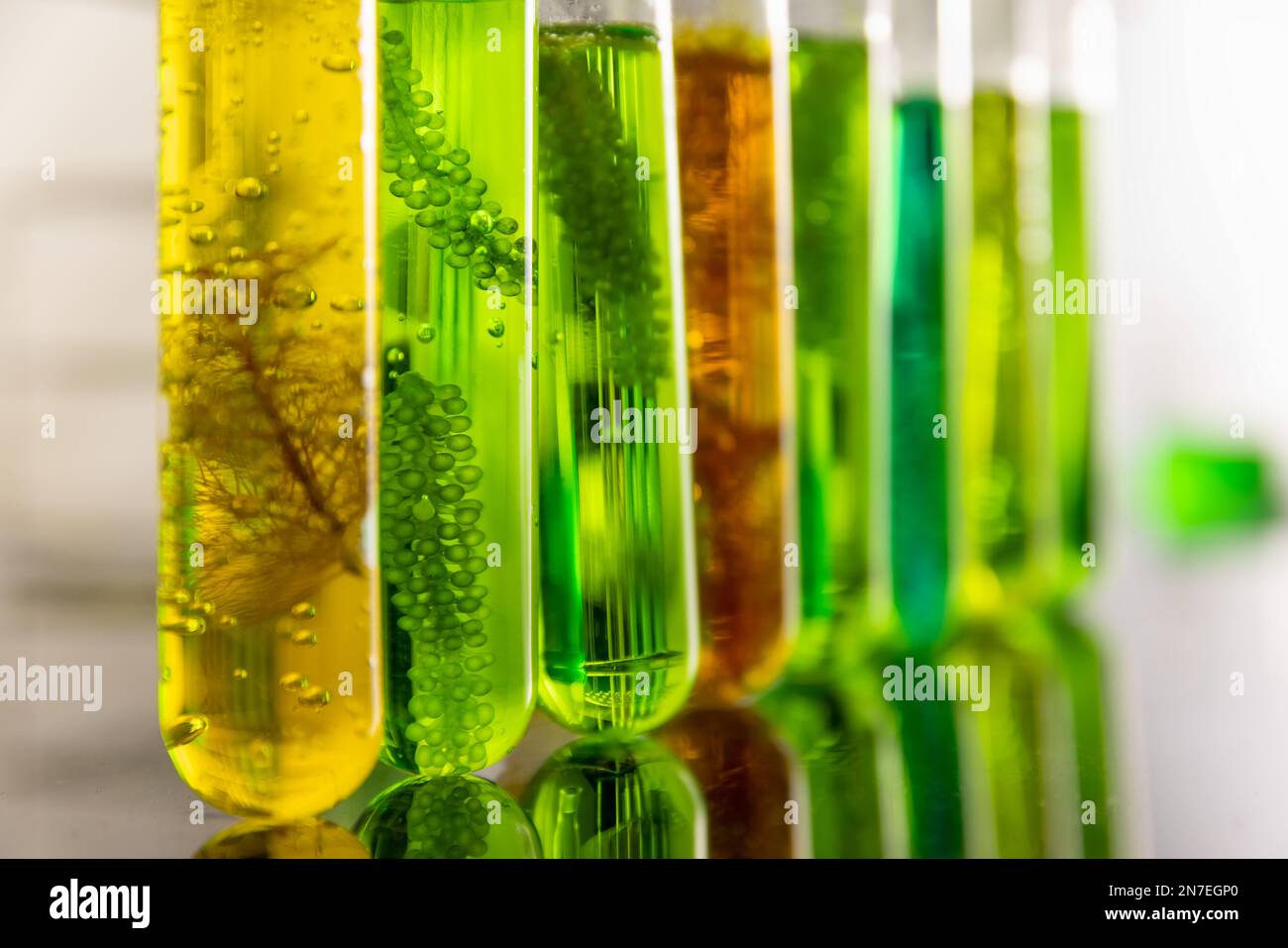 Biokraftstoff aus Algen hat einen niedrigen CO2-Fußabdruck. Stockfoto
