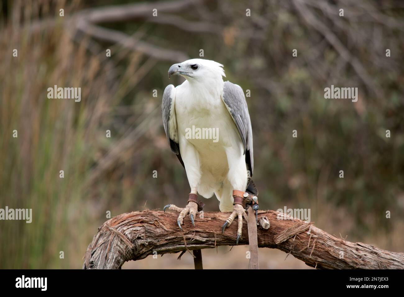 Der Weißbauch-Seeadler, auch bekannt als der Weißbrustseeadler. Der Seeadler hat einen weißen Körper und graue Flügel Stockfoto