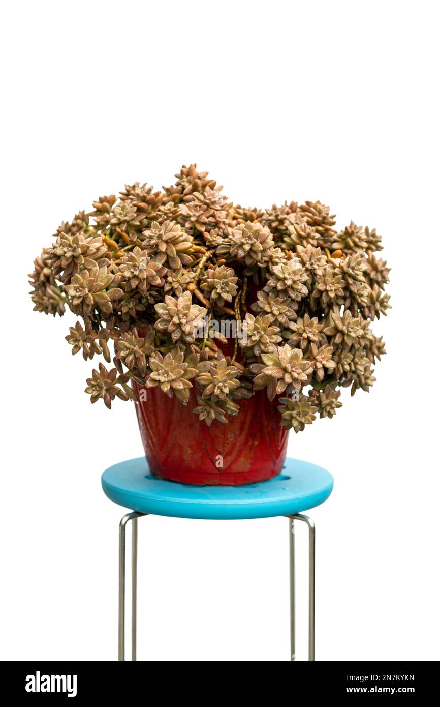 Graptosedum saftige Topfpflanze über einem blauen Ständer isoliert auf weißem Hintergrund Stockfoto