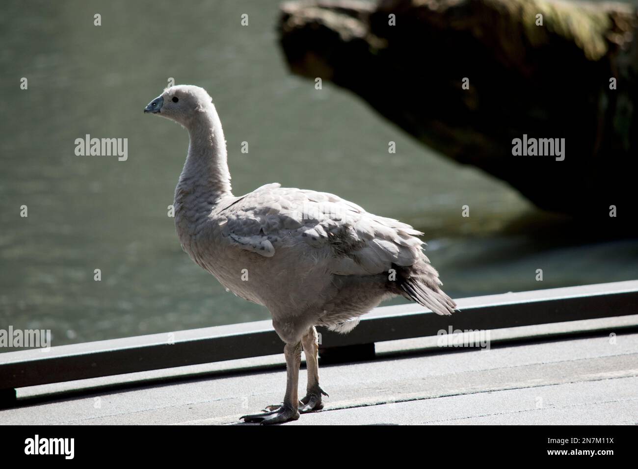 Der karge Gosling ist grau mit einem schwarzen Schnabel Stockfoto