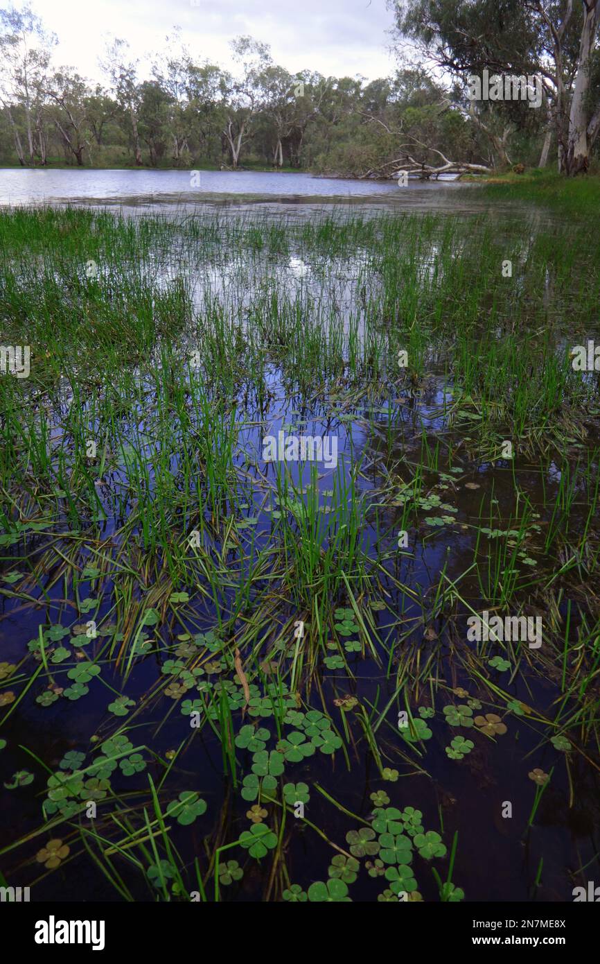 Üppige einheimische Wasserpflanzen, einschließlich Marsilea sp. (Nardoo), Montalbion Town Damm, Irvinebank, Queensland, Australien Stockfoto