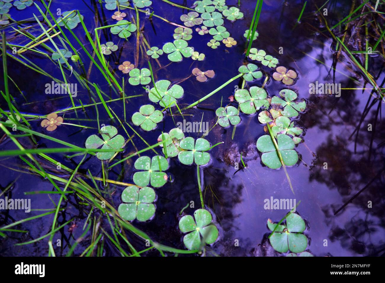 Üppige einheimische Wasserpflanzen, einschließlich Marsilea sp. (Nardoo), Montalbion Town Damm, Irvinebank, Queensland, Australien Stockfoto