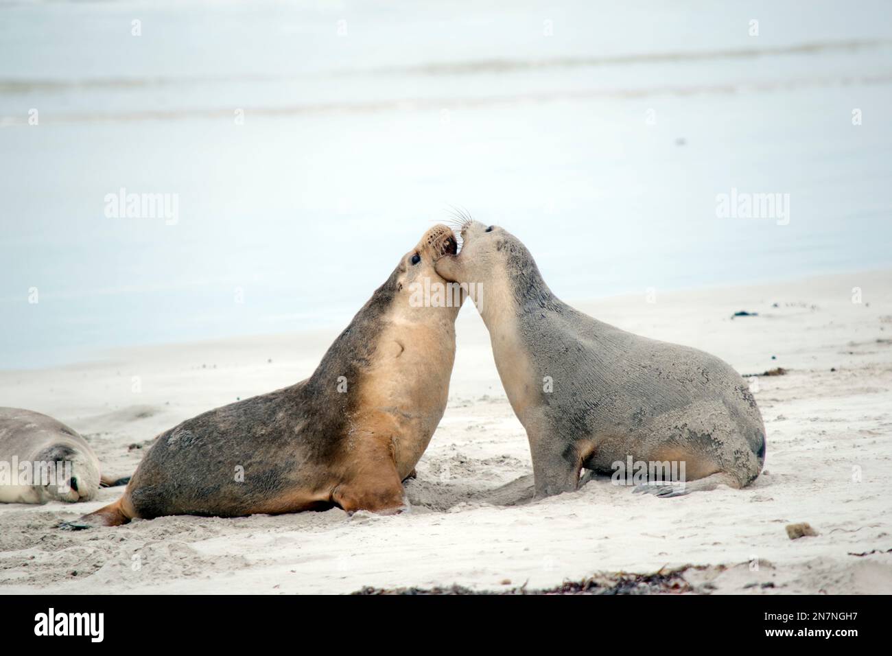 Die beiden Seelöwen kämpfen am Strand Stockfoto