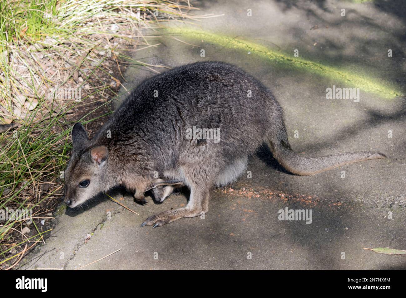 Das tammar Wallaby ist ein kleines graues Wallaby mit braunen Armen und weißen Wangenstreifen Stockfoto