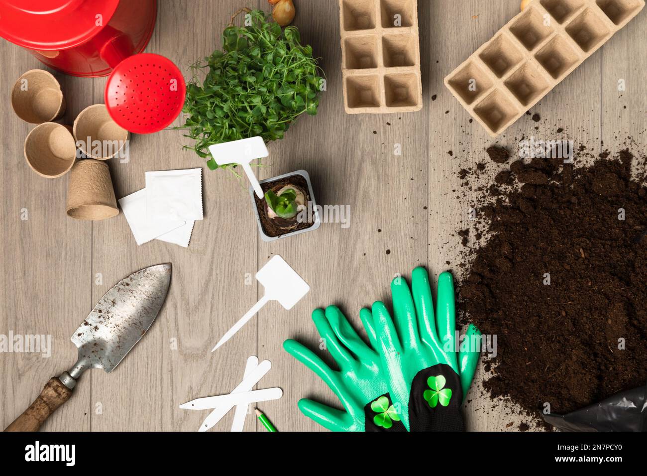 Pflanzen mit Schmutz und Wackeldose Pflanzen. Frühling und Setzlinge. Stockfoto