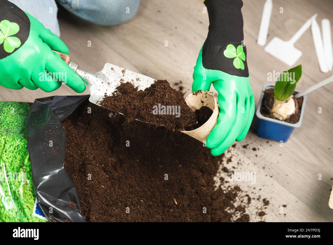 Pflanzen mit Schmutz und Wasserkanister Pflanzen. Frühling und Setzlinge. Stockfoto