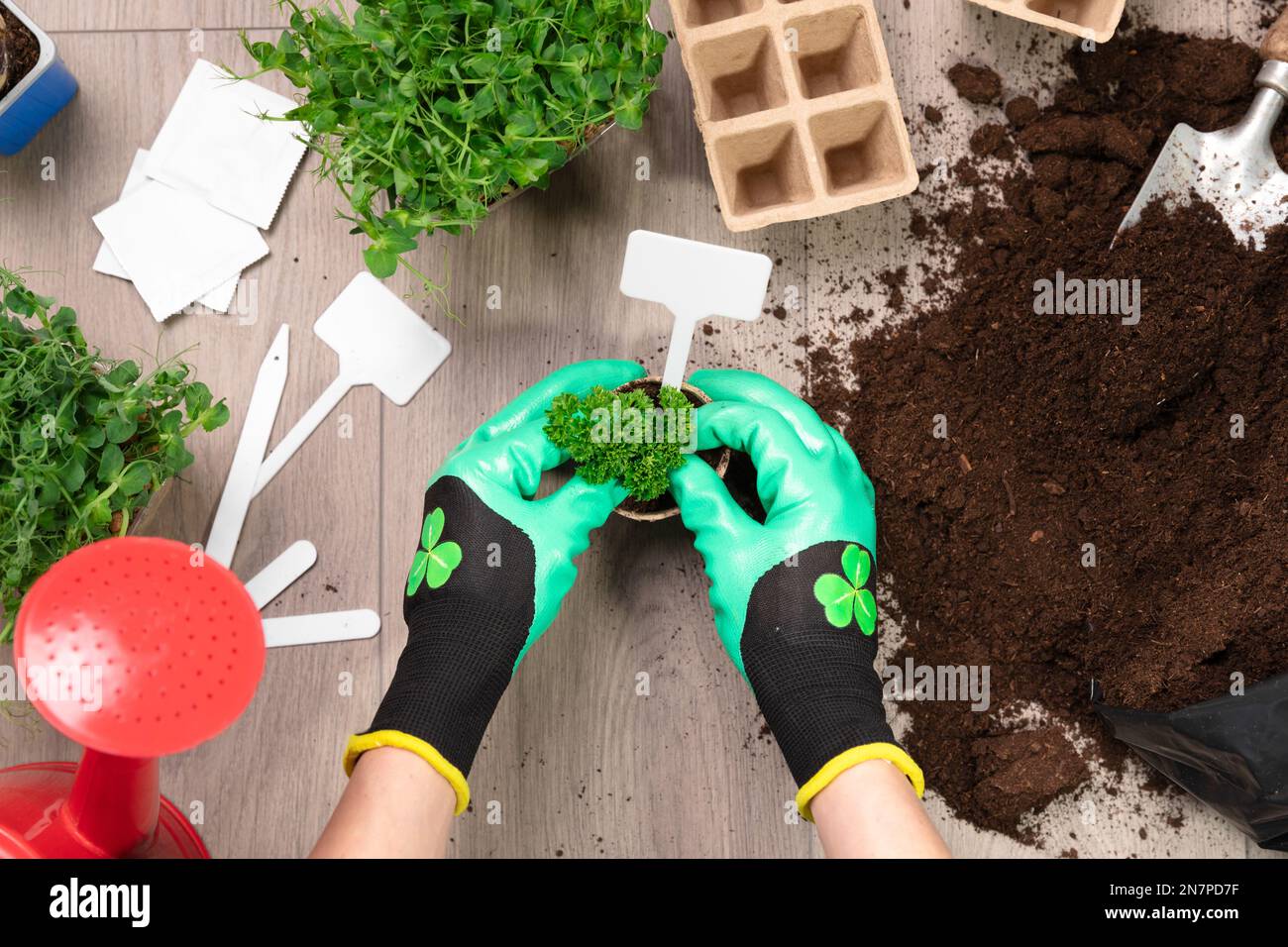 Frauen tragen grüne Handschuhe und Pflanzen zu Hause Samen in fruchtbarer schwarzer Erde. Im Hintergrund frisch angebaute Sprossen. Frühlings- und Gartenkonzept. Stockfoto