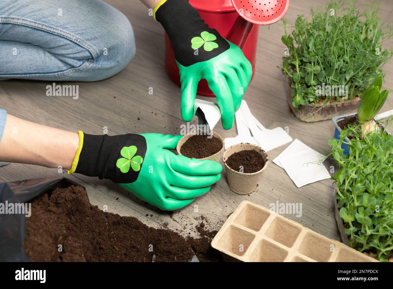Frauen tragen grüne Handschuhe und Pflanzen zu Hause Samen in fruchtbarer schwarzer Erde. Im Hintergrund frisch angebaute Sprossen. Frühlings- und Gartenkonzept. Stockfoto
