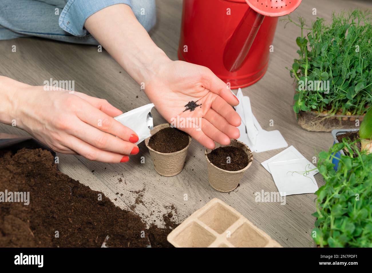 Frauen Pflanzen zu Hause Samen in fruchtbarer schwarzer Erde. Im Hintergrund frisch angebaute Sprossen. Frühlings- und Gartenkonzept. Stockfoto