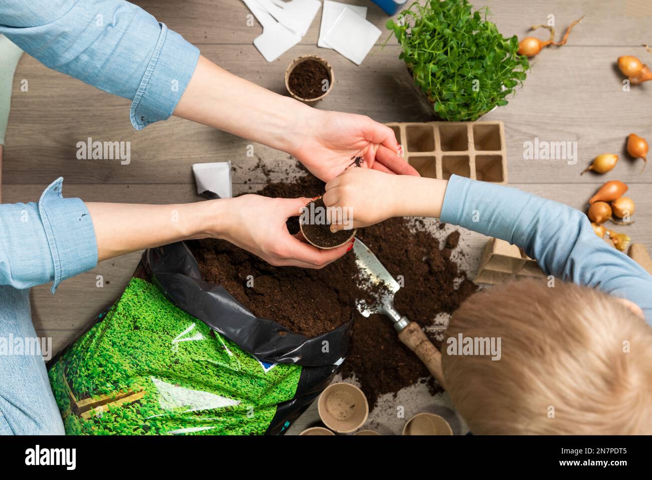 Mutter und Kind, die zu Hause Samen in fruchtbarer schwarzer Erde Pflanzen. Im Hintergrund frisch angebaute Sprossen. Frühlings- und Gartenkonzept. Stockfoto