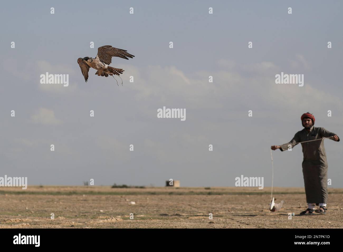 Borg El Arab, Ägypten. 10. Februar 2023. Ein Falke fliegt beim Horus-Rennen um Greifvögel, organisiert vom Egypt Falconers Club in der Wüste von Borg al-Arab bei Alexandria. Das Rennen ist nach dem alten ägyptischen falkenköpfigen gott „Horus“ benannt und bringt Falkner aus ganz Ägypten, um die Fähigkeiten ihres Raptors in der Jagd und Fluggeschwindigkeit zu zeigen. Kredit: Gehad Hamdy/dpa/Alamy Live News Stockfoto