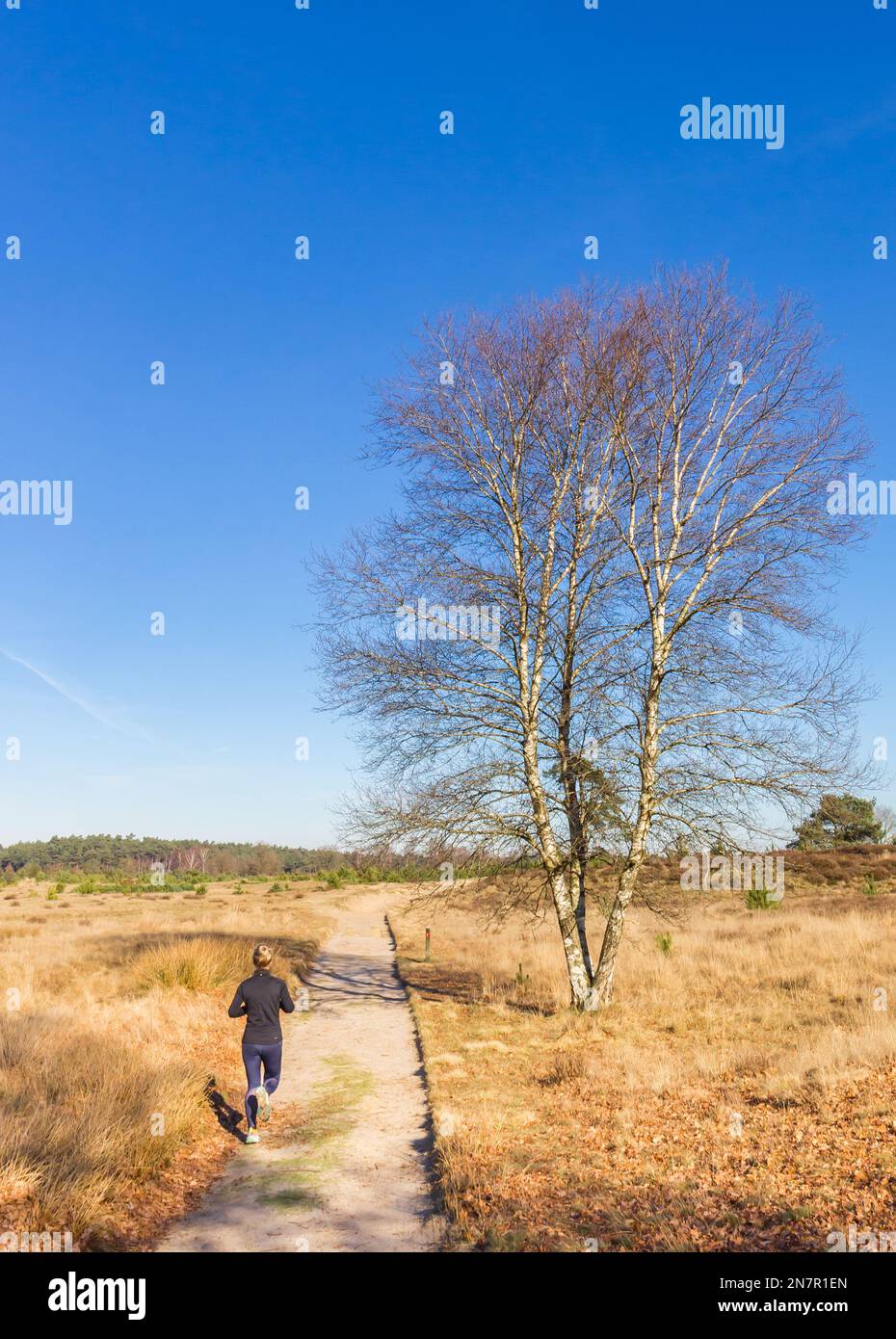 Frau, die auf dem Sandweg des Drents Friese Wold Nationalparks, Niederlande, läuft Stockfoto