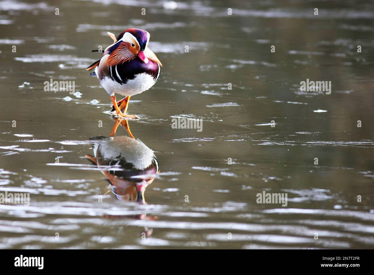 Mandarin Duck läuft auf einem gefrorenen Teich Stockfoto