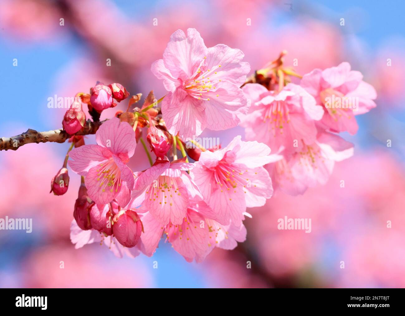 Tokio, Japan. 11. Februar 2023. Am Samstag, den 11. Februar 2023, werden im Ebara-Schrein in Tokio vollständig blühende Kirschblüten ausgestellt. (Foto: Yoshio Tsunoda/AFLO) Kredit: Aflo Co Ltd./Alamy Live News Stockfoto