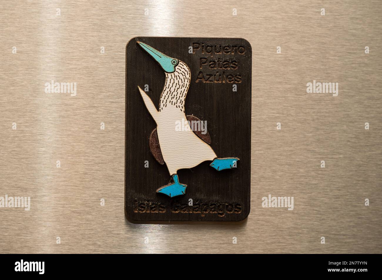 Blaufüßiger Sprössling, Kühlschrankmagnet, silberner Kühlschrank, Aluminiumkühlschrank Stockfoto