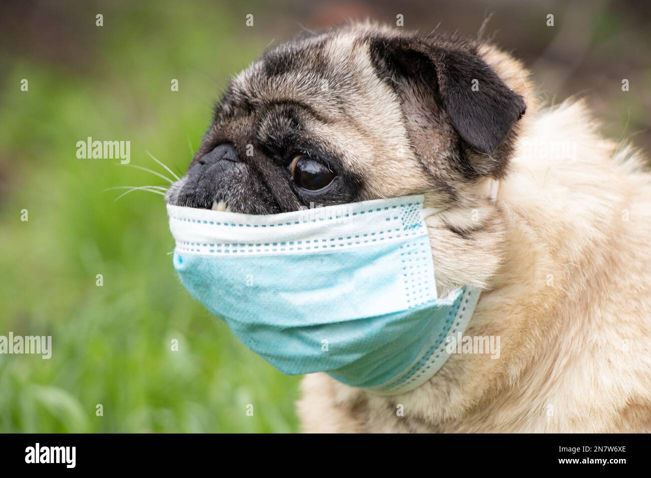 Ein Kuschelhund in einer medizinischen Maske während der Covid-19-Pandemie auf einem Spaziergang auf dem Gras im Park im Frühjahr 2021.. Stockfoto