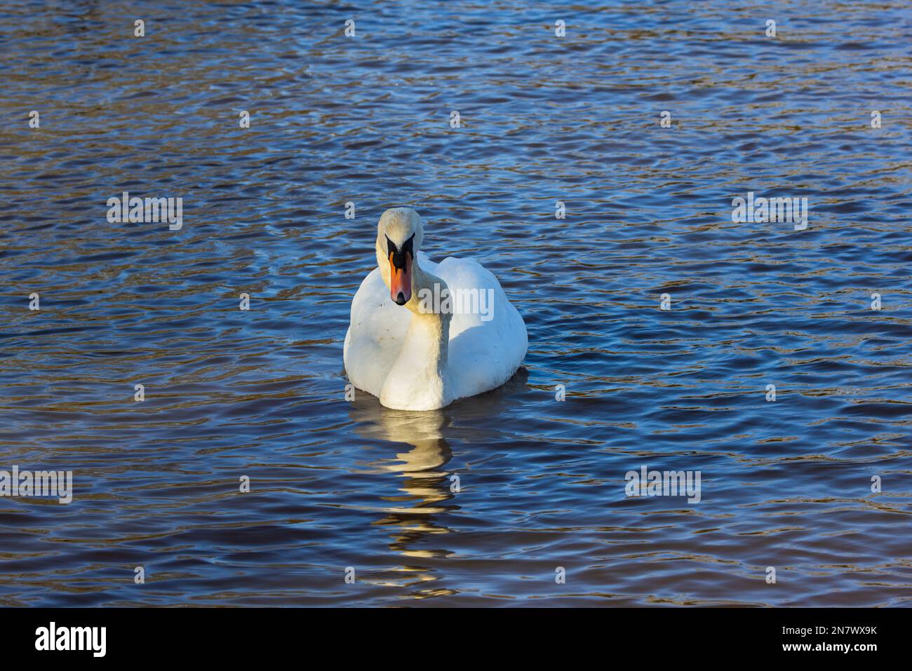 Schwan für Erwachsene mit gebogenem Hals Stockfoto